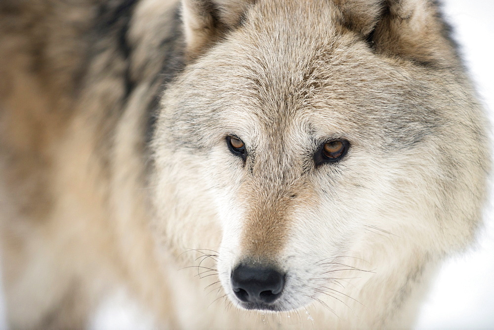 North American timber wolf (Canis lupus) in forest, Wolf Science Centre, Ernstbrunn, Austria, Europe