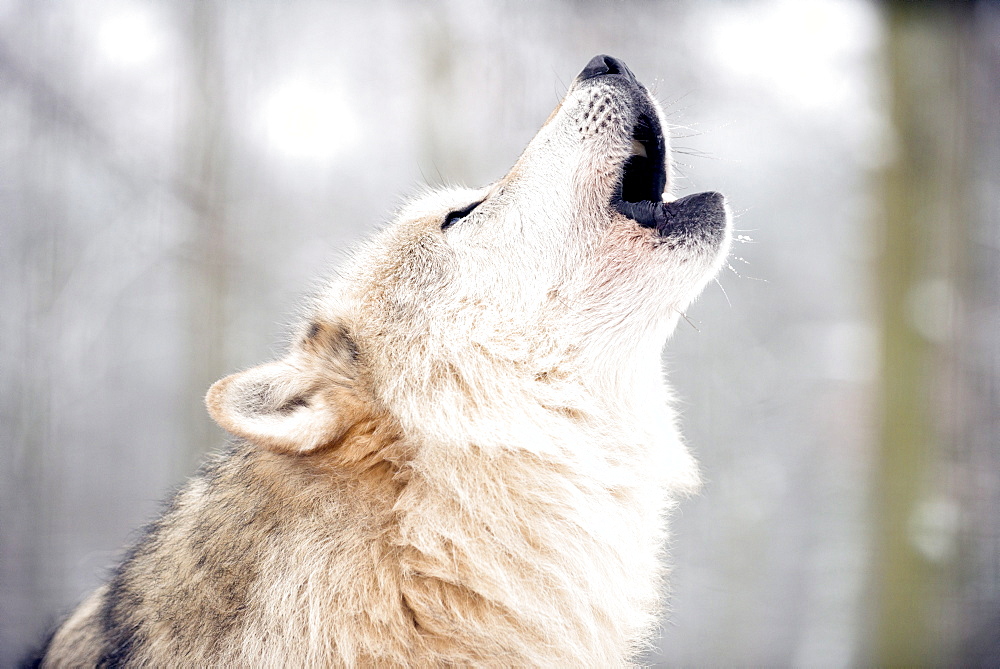 North American timber wolf (Canis Lupus) howling in the snow in forest, Wolf Science Centre, Ernstbrunn, Austria, Europe