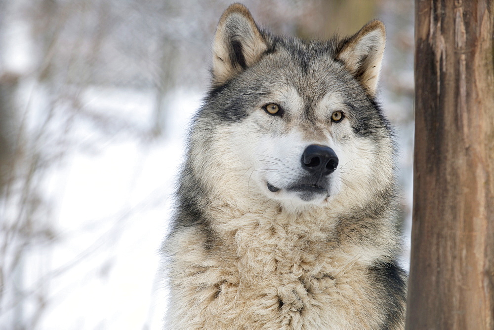 North American timber wolf (Canis lupus) in forest, Wolf Science Centre, Ernstbrunn, Austria, Europe