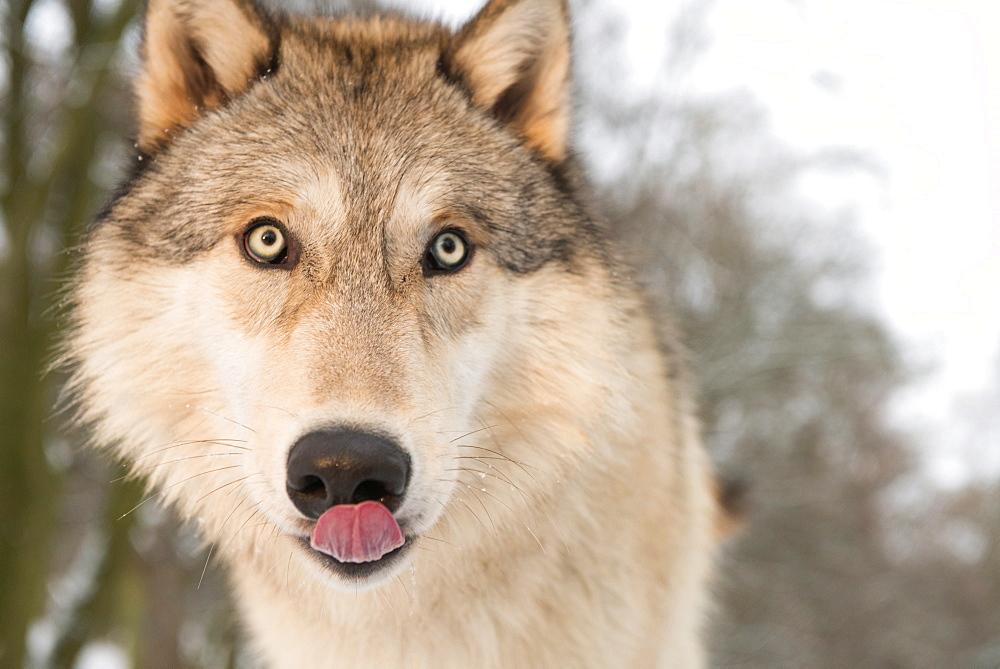 North American Timber wolf (Canis lupus) in forest, Austria, Europe