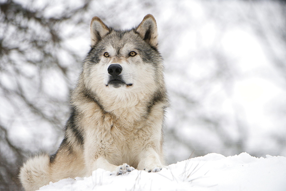 North American timber wolf (Canis lupus) in forest, Wolf Science Centre, Ernstbrunn, Austria, Europe