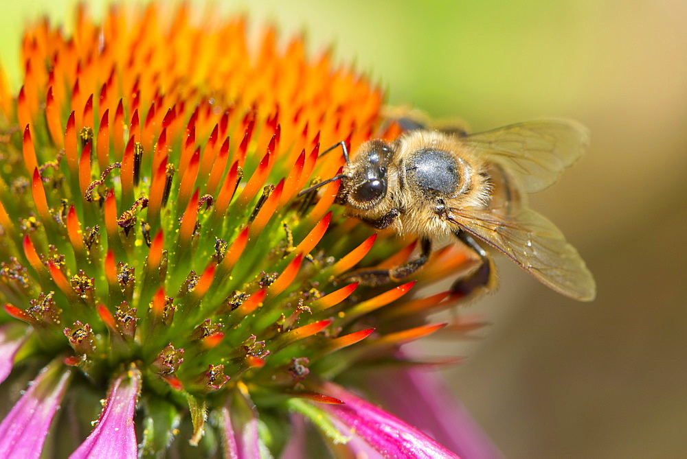 Honey bee (Apis mellifera) feeding on Echinacea sp. (cone flower) nectar, England, United Kingdom, Europe