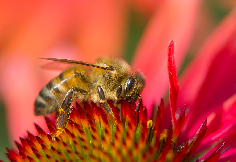 Honey bee (Apis mellifera) feeding on Echinacea sp. (cone flower) nectar, England, United Kingdom, Europe