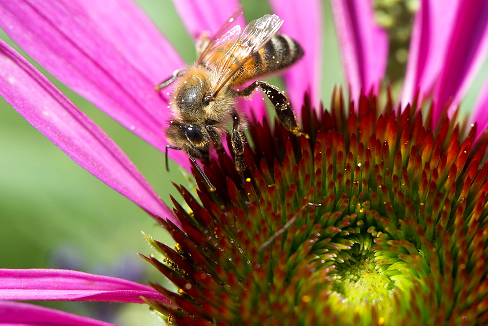 Honey bee, Apis mellifera feeding on Echinacea sp.,  or cone flower nectar. Honey bees are in trouble in many parts of the world but are doing well in urban areas where their exposure to pesticides, insecticides and fungicides is limited.  Photographed in  London, UK garden.