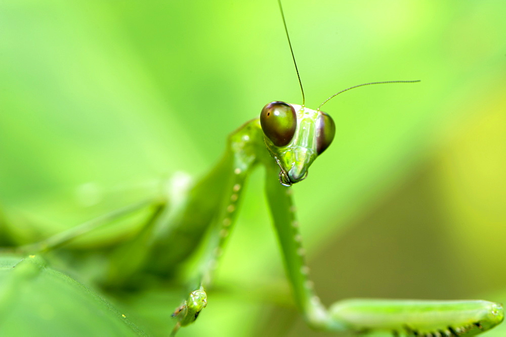 Female green praying mantis (Hierodula sp.) has a spot on its wing to resemble disease spots on the plants on which it feeds, Sabah, Borneo, Malaysia, Southeast Asia, Asia