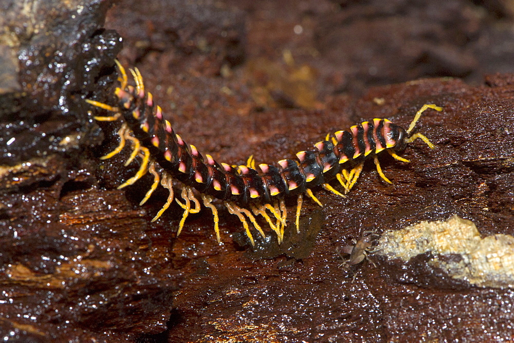 Forest centipede on rotting wood on forest floor, Sabah, Borneo, Malaysia, Southeast Asia, Asia