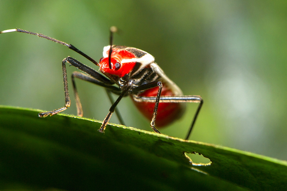 Brilliantly coloured Hemipteran, known as the True bugs, family Lygaeidae, the insect feeds on  plant sap, Maliau Basin, Sabah, Borneo, Malaysia, Southeast Asia, Asia