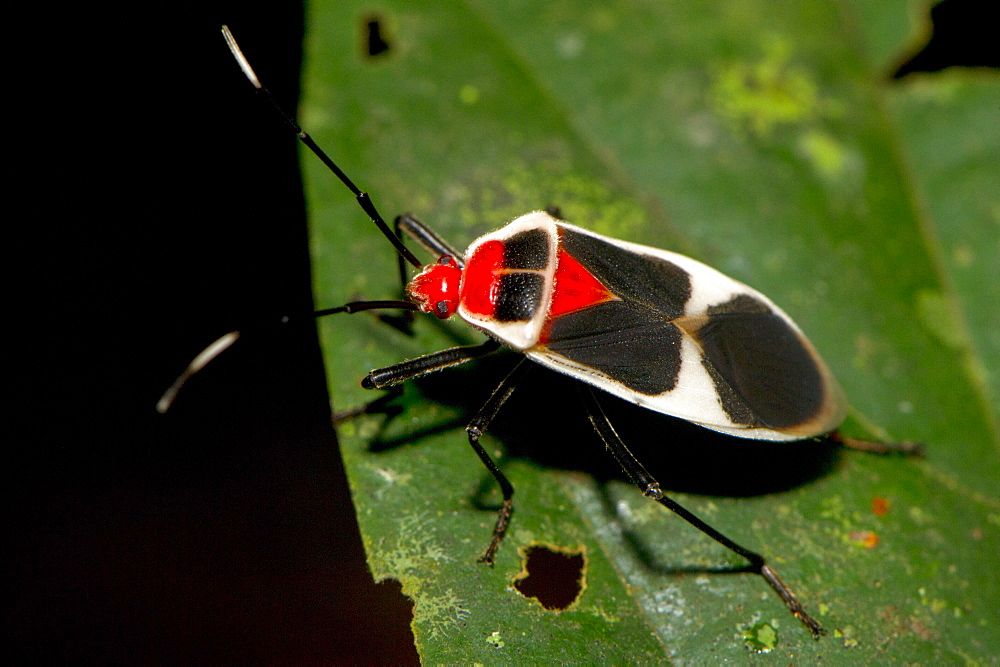 Brilliantly coloured Hemipteran, known as the True bugs, family Lygaeidae, the insect feeds on  plant sap, Maliau Basin, Sabah, Borneo, Malaysia, Southeast Asia, Asia