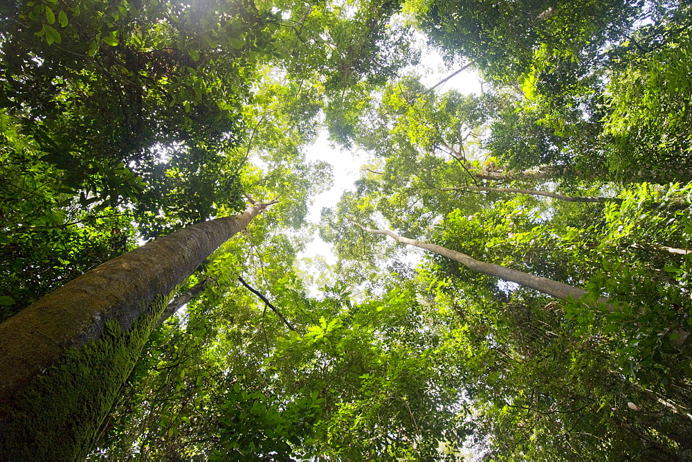 Tall dipterocarp trees in primary rainforest in the Maliau Basin Conservation Area, Sabah, Borneo, Malaysia, Southeast Asia, Asia