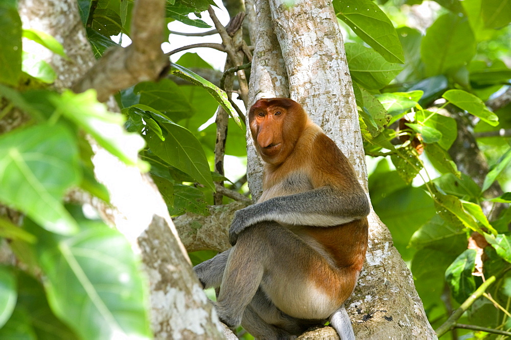 Male proboscis monkey (Narsalis larvatus) is only found on Borneo, Bako National Park, Sarawak, Borneo, Malaysia, Southeast Asia, Asia