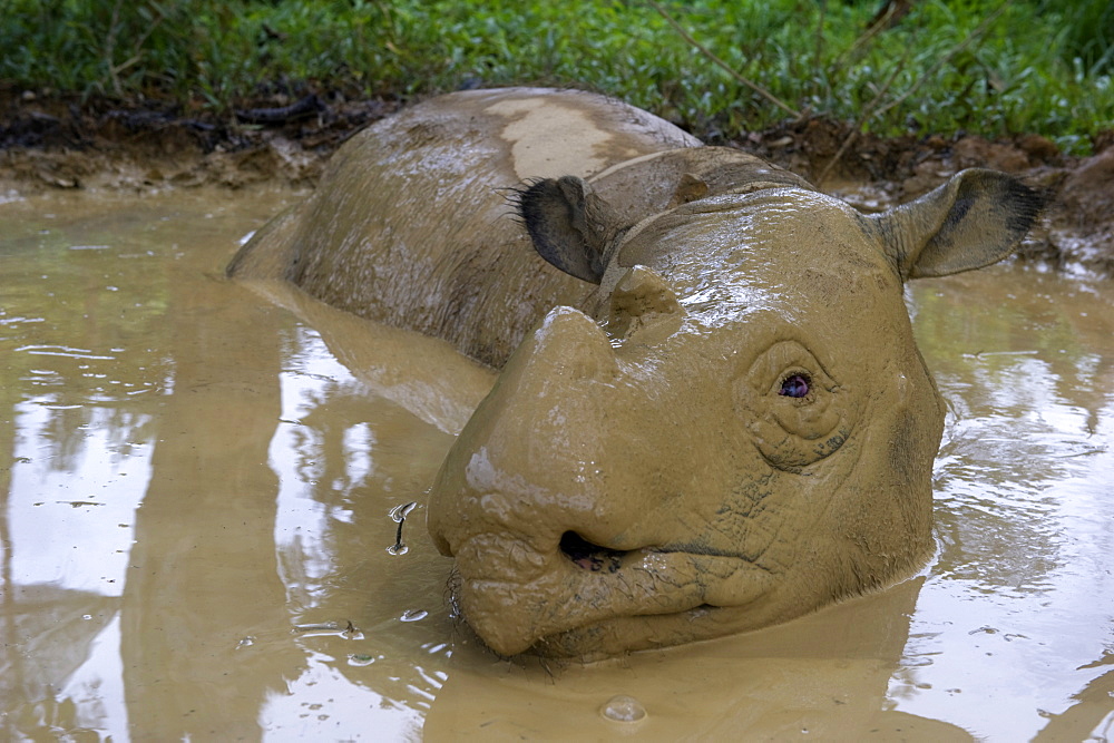 Female Sumatran rhino (Borneo rhino) (Dicerorhinus sumatrensis) in wallow, Tabin Reserve, Sabah, Borneo, Malaysia, Southeast Asia, Asia