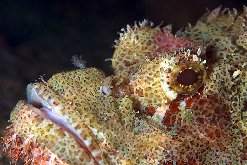 Stonefish (Synanceia verrucosa) is extremely venomous, Celebes Sea, Sabah, Malaysia, Southeast Asia, Asia