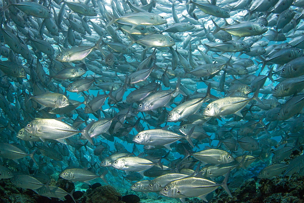 Schooling Bigeye trevally (Caranx sexfasciatus) (jacks), Sipadan Island, Celebes Sea, Sabah, Malaysia, Southeast Asia, Asia