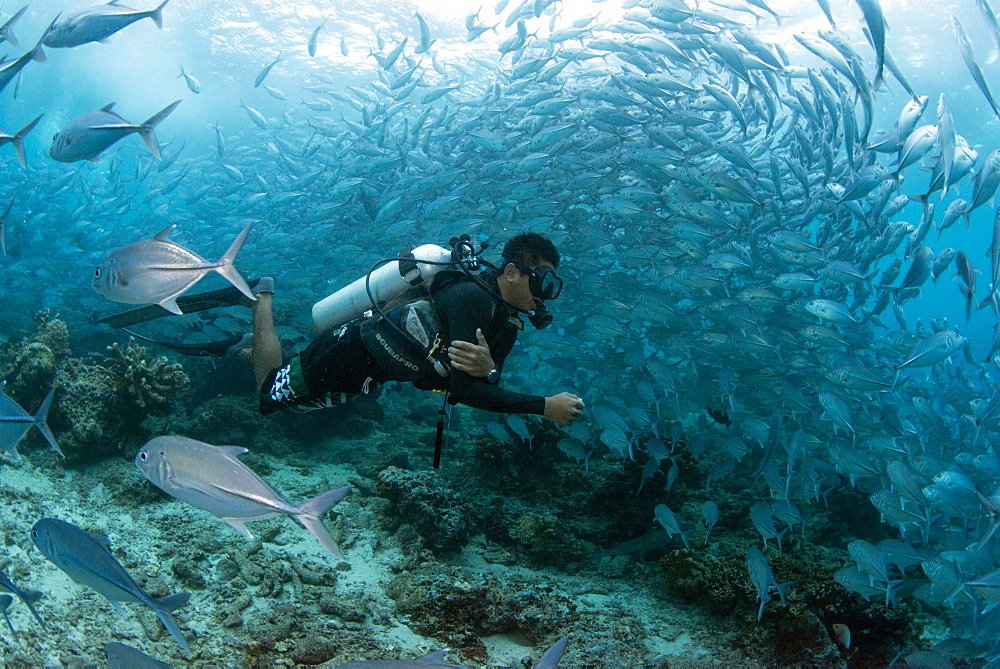 Diver swimming underwater with Bigeye trevally (Caranx sexfasciatus) (jacks) at Sipadan Island, Celebes Sea, Sabah, Malaysia, Southeast Asia, Asia