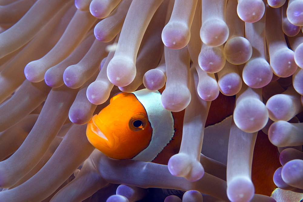 False clown anenomefish (Amphiprion ocellaris) in the tentacles of its host anemone, Celebes Sea, Sabah, Malaysia, Southeast Asia, Asia