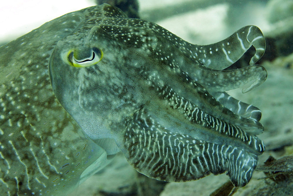 Broadclub cuttlefish (Sepia Latimanus) largest of tropical into Pacific cuttlefish, Celebes Sea, Sabah, Malaysia, Southeast Asia, Asia