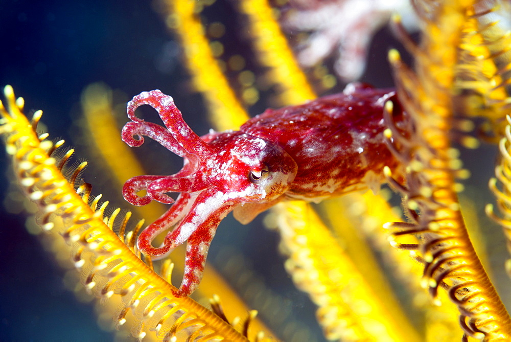 Juvenile cuttlefish (Sepia latimanus) less than 3 cm long shelters in the arms of a crinoid (featherstar), Celebes Sea, Sabah, Malaysia, Southeast Asia, Asia