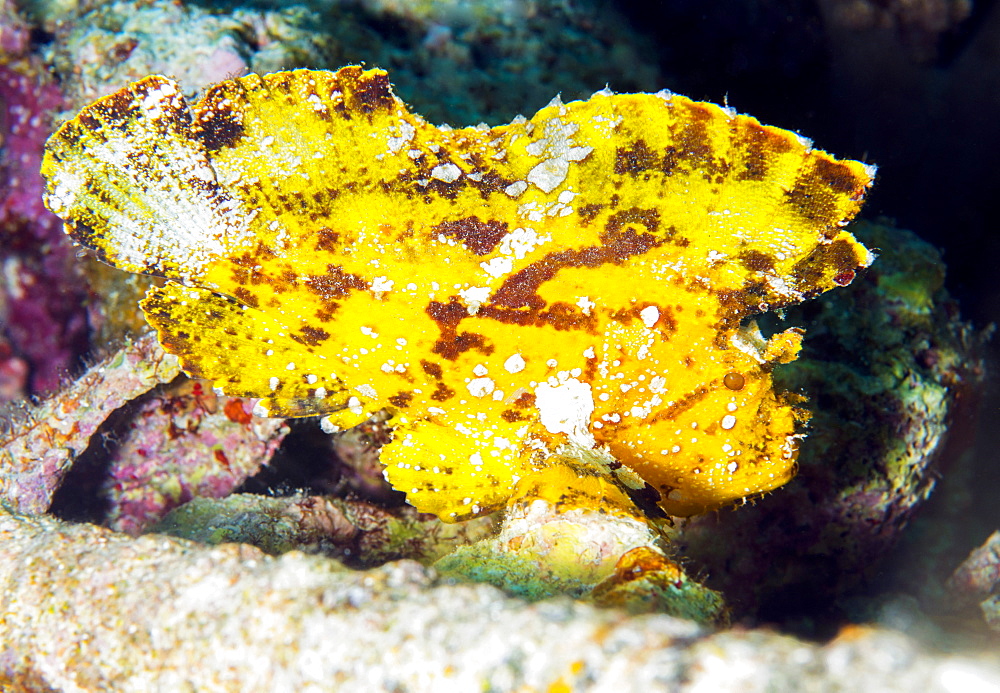 Leaf fish (Taenianotus Triacanthus), an ambush predator found amonst corals, Celebes Sea, Sabah, Malaysia, Southeast Asia, Asia