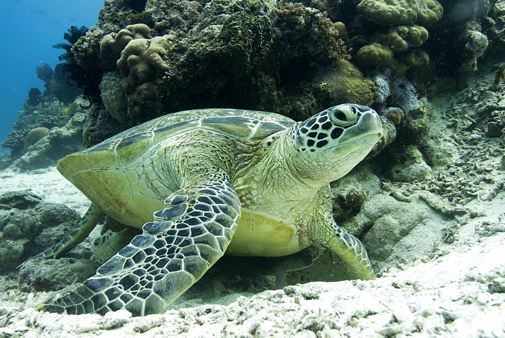 Green sea turtles (Chelonia mydas) common around Pom Pom Island, an important nesting grounds for these marine turtles, Celebes Sea, Sabah, Malaysia, Southeast Asia, Asia