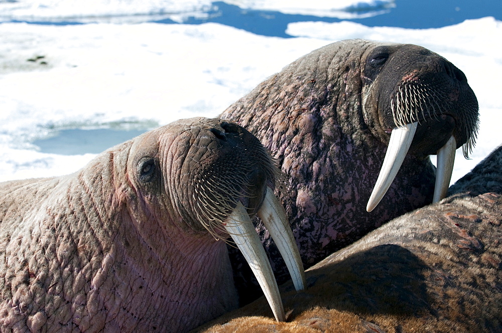 Two walrus (Odobenus rosmarinus,) close-up of face, tusks, and vibrissae (whiskers), hauled out on pack ice to rest and sunbathe, Foxe Basin, Nunavut, Canada, North America 