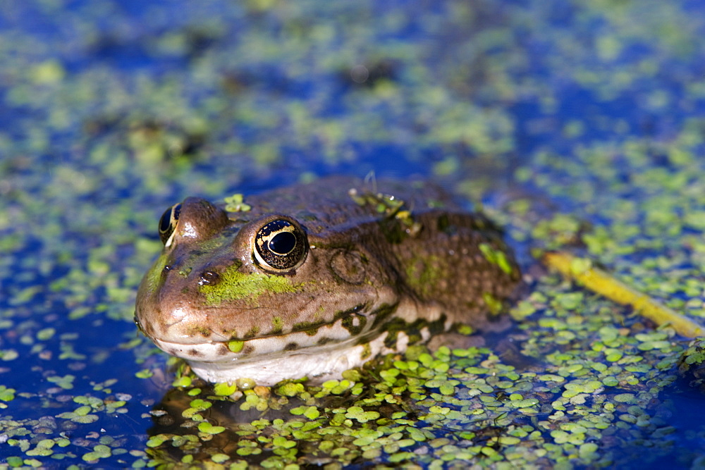 The marsh frog (Pelophylax ridibundu) an escaped garden alien introduced to Kent in 1935, England, United Kingdom, Europe