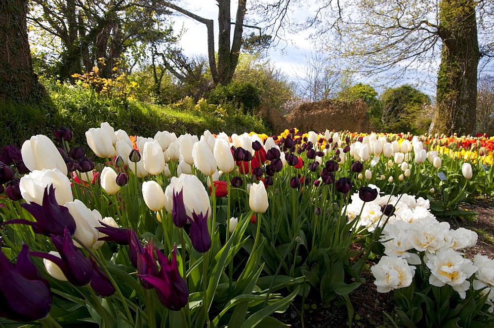 Tulip display in spring in The Lost Gardens of Heligan near Mevagissey, South Cornwall, England, United Kingdom, Europe