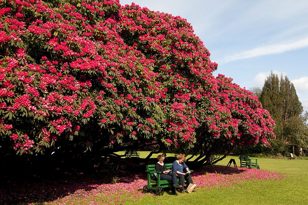 Huge rhododendron tree in flower in spring in The Lost Gardens of Heligan near Mevagissey, Cornwall, England, United Kingdom, Europe