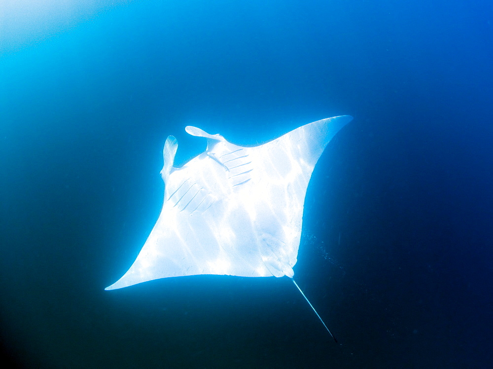 Male manta ray with almost pure white ventral surface, may be a new species, for now known as Manta alfredi, Yum Balam Marine Protected Area, Quintana Roo, Mexico, North America