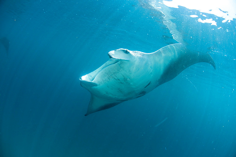 Manta ray (Manta birostris) feeding on zooplankton by extending its cephalic lobes, Yum Balam Marine Protected Area, Quintana Roo, Mexico, North America