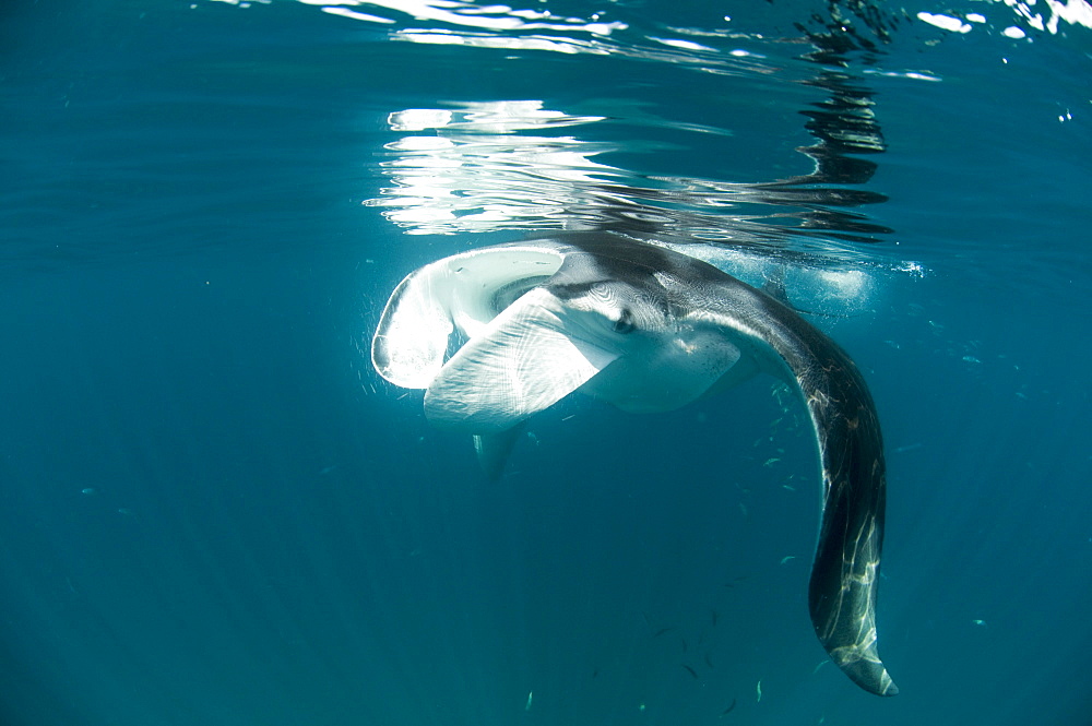 Manta ray (Manta birostris) feeding on zooplankton by extending its cephalic lobes, Quintana Roo, Mexico, North America