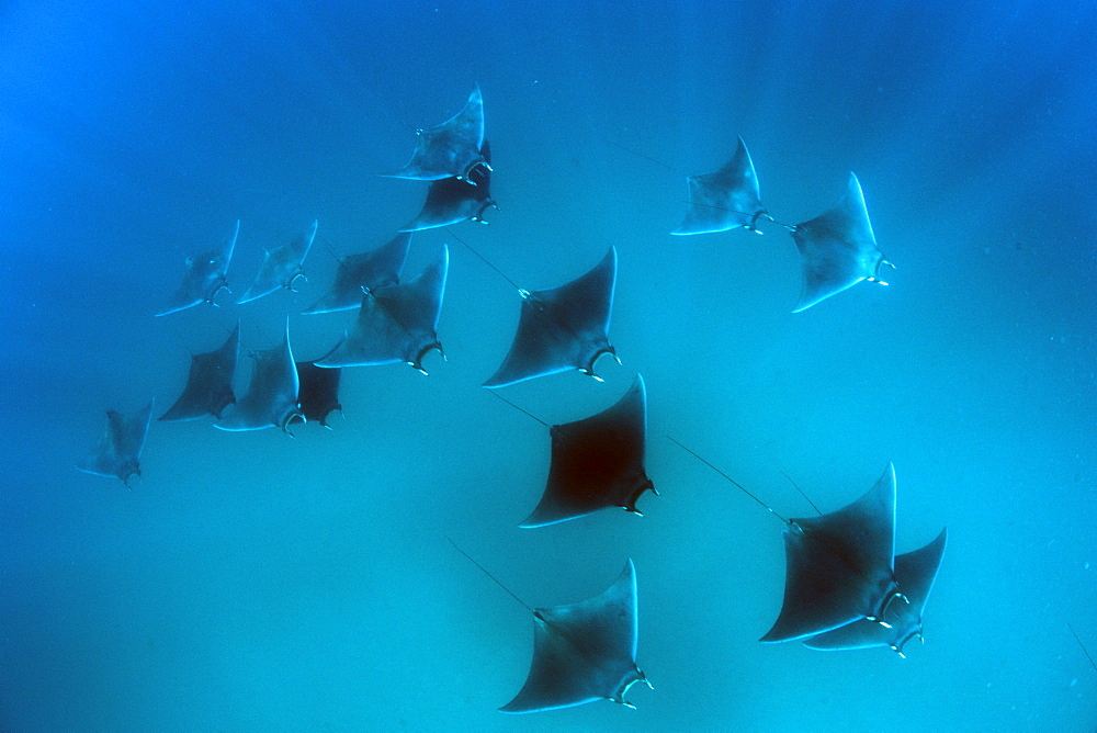 Eagle rays (Mobula hypostoma) common in this area and often seen feeding on zooplankton in large groups, Yum Balam Marine Protected Area, Quintana Roo, Mexico, North America