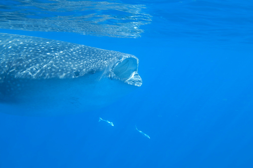 Whale shark (Rhincodon typus) feeding at the surface on zooplankton, mouth open, known as ram feeding, Yum Balam Marine Protected Area, Quintana Roo, Mexico, North America