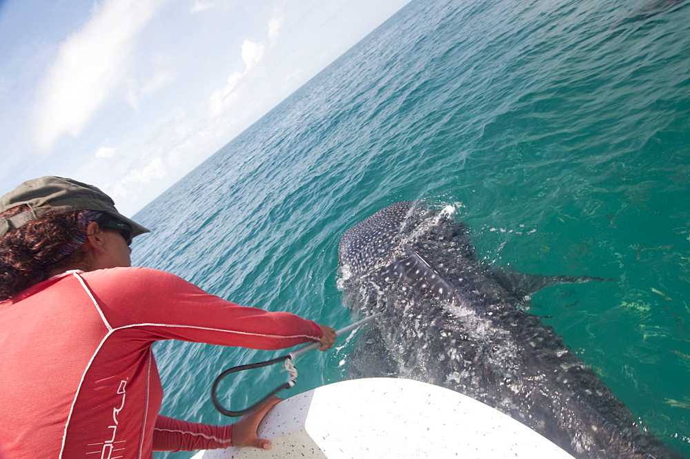 Biologist taking skin sample from a whale shark to determine what plankton types the animal has been feeding on, Yum Balam Marine Protected Area, Quintana Roo, Mexico, North America