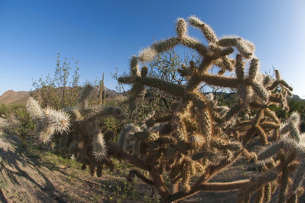 Jumping cholla (Cylindropuntia fulgida) (hanging chain cholla) native to the southwestern United States of America and northern Mexico, Baja, Mexico, North America