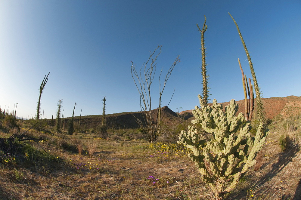 The boojum, a rare endemic cactus of the Baja peninsula, boojum (cirio) (Fouquieria columnaris) (Idria columnaris), Baja, Mexico, North America