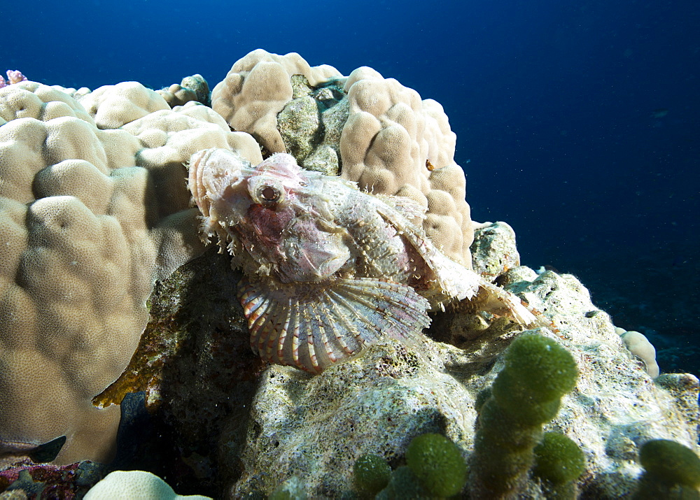 Small scale scorpionfish (Scorpaenopsis oxycephala) (Tassled scorpionfish) in the Red Sea, Marsa Alam, Egypt, North Africa, Africa