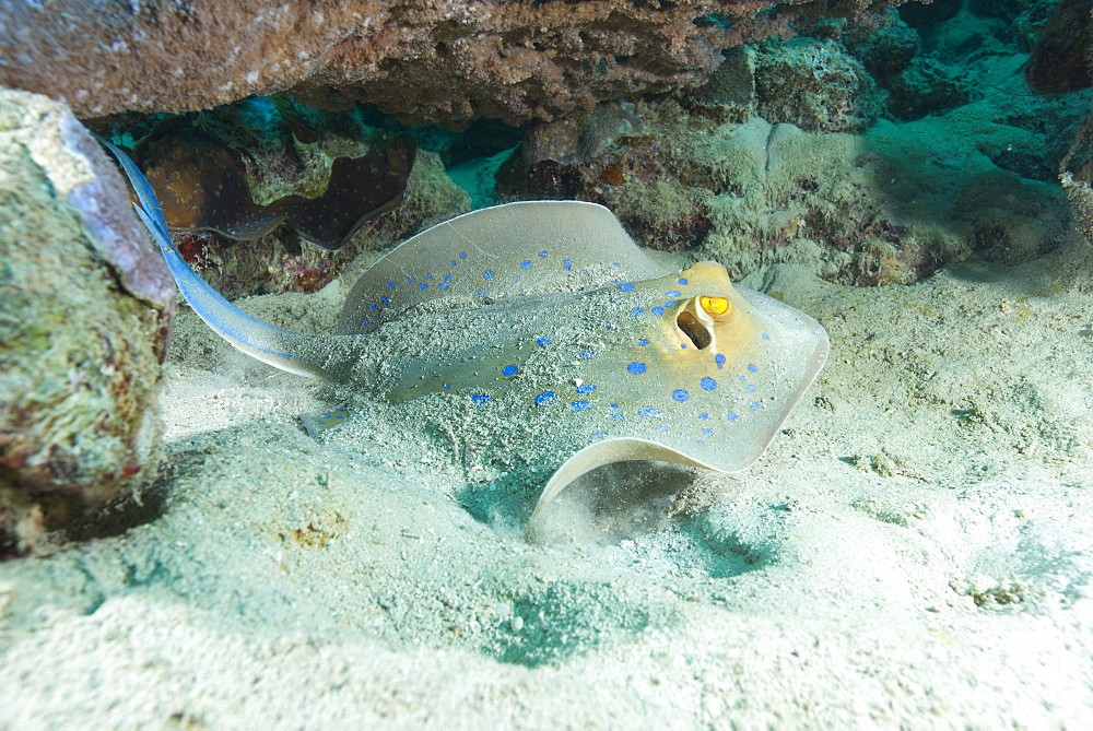 Blue spotted ribbontail ray (Taeniura lemma) feed on small creatures under the sand in the Red Sea, Marsa Alam, Egypt, North Africa, Africa