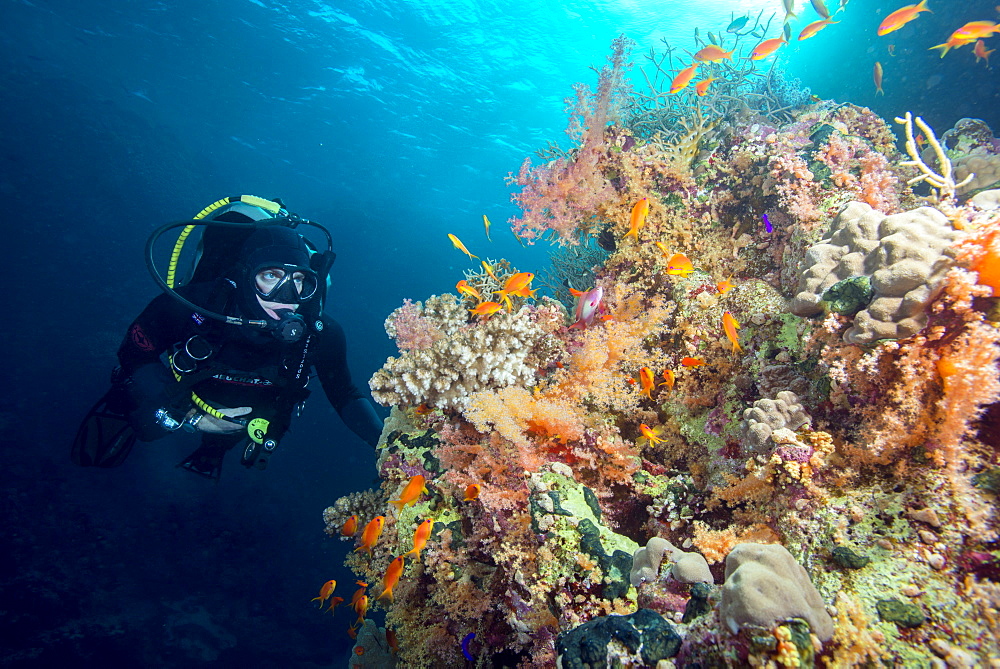 Diver and hard and soft coral reef and lyre tail anthias (Pseudanthias squamipinnis), Marsa Alam, Egypt, Red Sea, North Africa, Africa