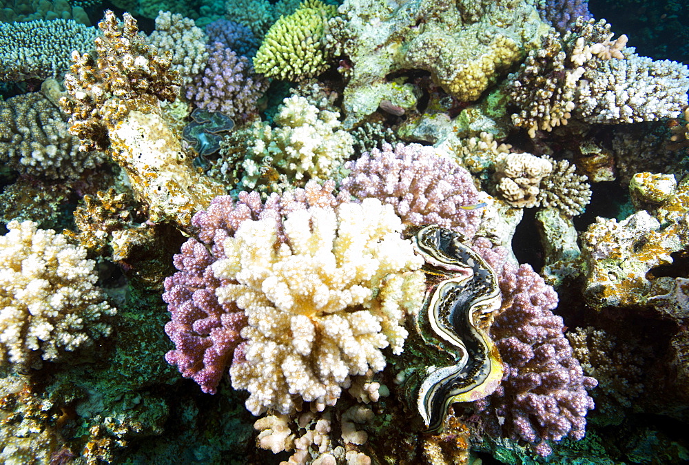 Typical healthy Red Sea hard coral reef landscape, Marsa Alam, Egypt, North Africa, Africa