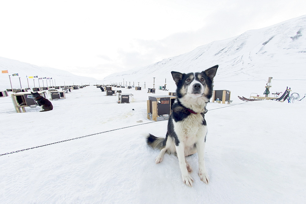 Husky dog sled operation, where each dog has its own kennel raised off the ground, Bolterdalen, Svalbard, Arctic, Norway, Scandinavia, Europe