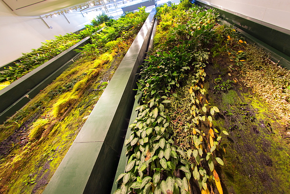 Vertical garden (living wall) designed by Patrick Blanc at the Dussman Das Kulturkaufhaus in Berlin, Germany, Europe