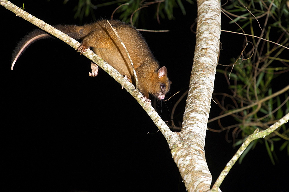 Coppery brushtail possum (Trichosurus vulpecula johnstonii), arboreal nocturnal rainforest possum endemic to Atherton Tablelands, Queensland, Australia, Pacific