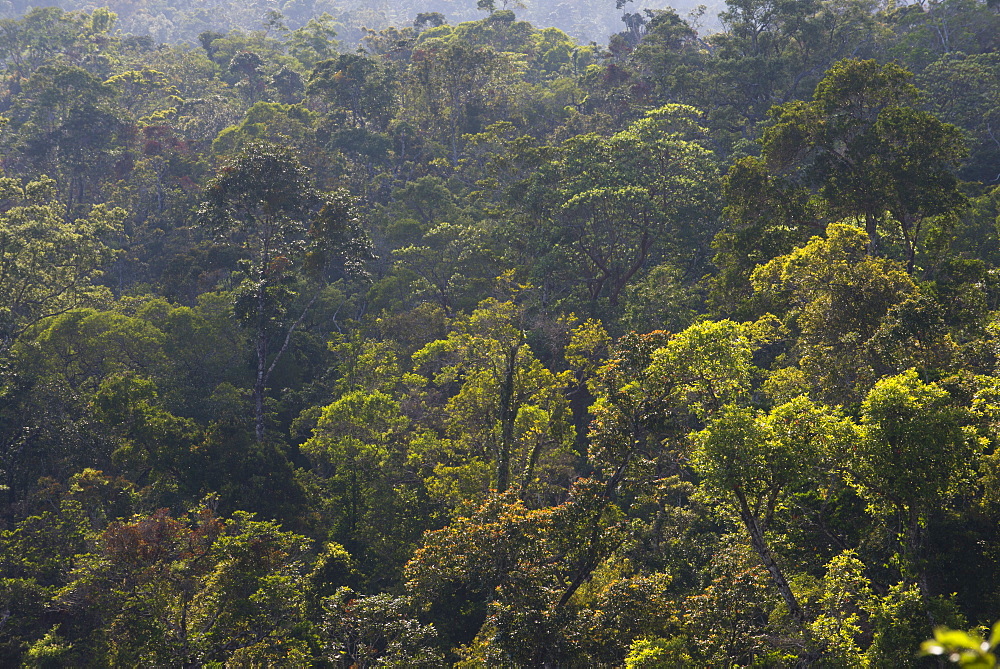 Rainforest in Tully Gorge National Park, part of the Wet Tropics World Heritage Area, UNESCO World Heritage Site, near Ravenshoe, Queensland, Australia, Pacific