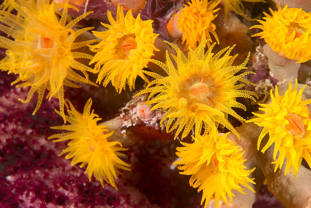 Cave coral (Tubastrea sp.) (Dendrophyllidae) polyps extended and feeding at night, Queensland, Australia, Pacific