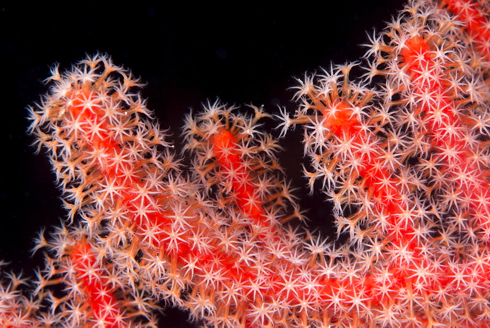 Gorgonian fan (Melithaeidae) polyps open and feeding, Queensland, Australia, Pacific