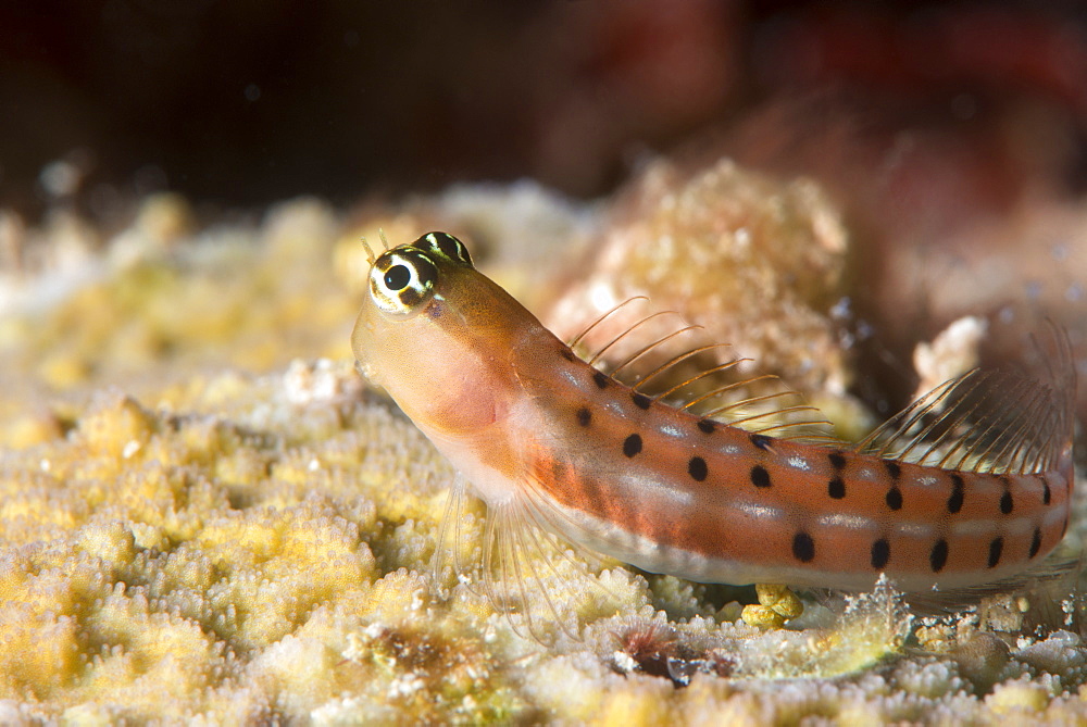 Blenny (Ecsenius sp.), Queensland, Australia, Pacific