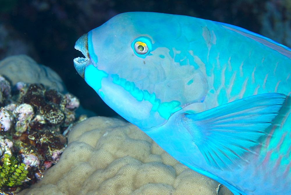 Indian steephead parrotfish (Scarus strongycephalus), beak open feeding, Queensland, Australia, Pacific