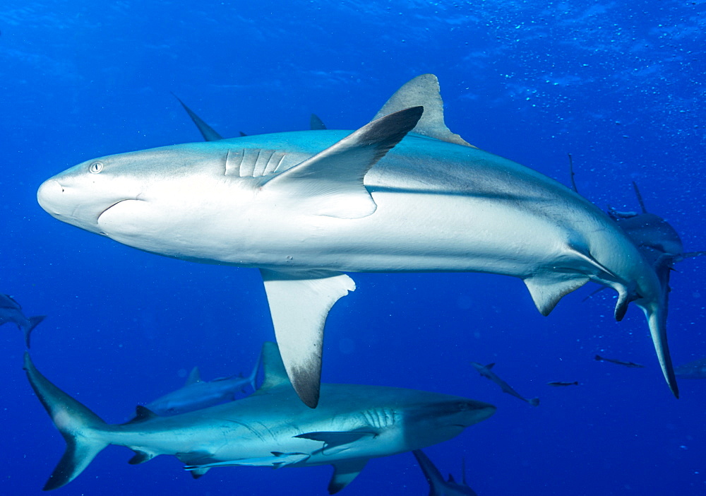 Whitetip reef shark (Triaenodon obesus) is a requiem shark in the genus Carcharinidae, Queensland, Australia, Pacific