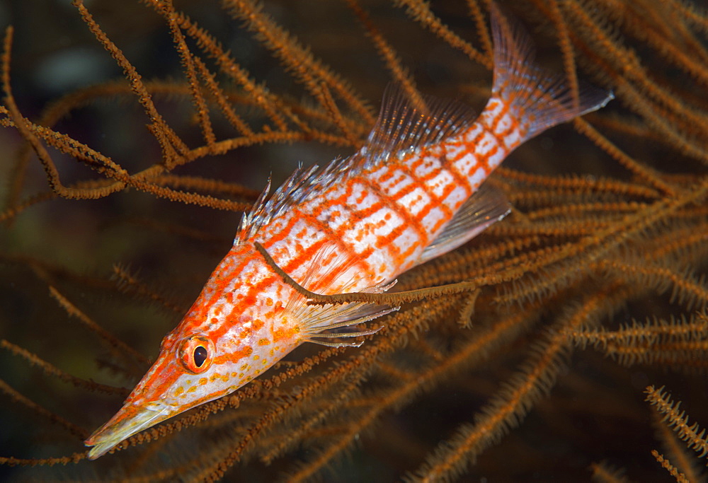 Longnose hawkfish (Oxycirrhites typus), usually found in the branches of gorgonian sea fans and black coral, Queensland, Australia, Pacific