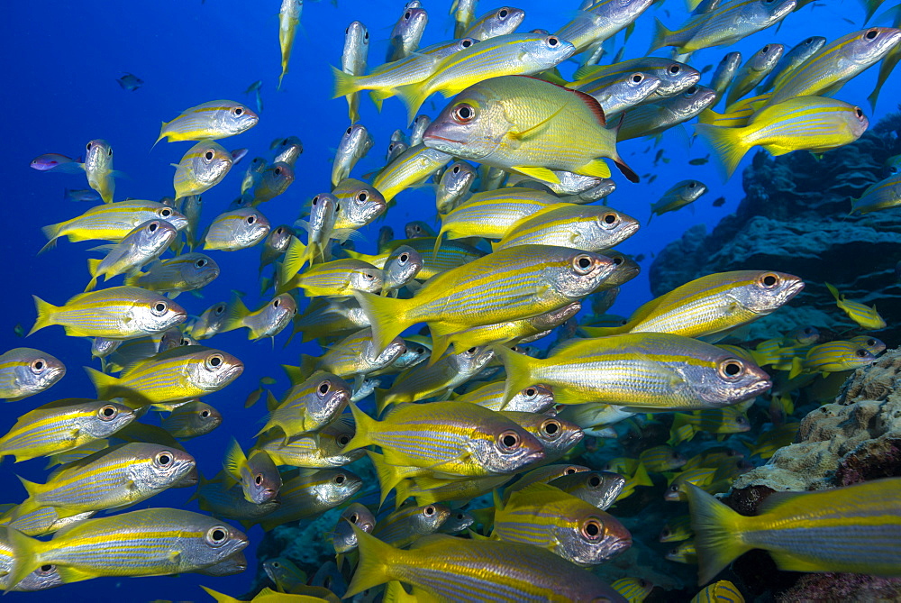 Schooling yellow-striped goatfish (Mulloidichthys vanicolensis). Great Barrier Reef, Queensland, Australia, Pacific